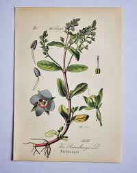 Attēlu rezultāti vaicājumam “Veronica beccabunga flower”