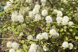 Attēlu rezultāti vaicājumam “Fothergilla major”
