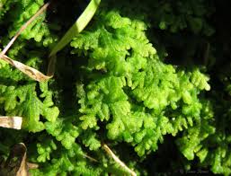 Attēlu rezultāti vaicājumam “Trichocolea tomentella”