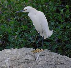 Image result for Egretta thula