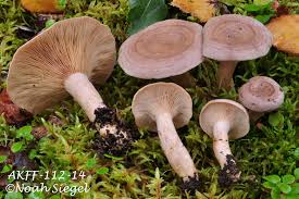 Attēlu rezultāti vaicājumam “Lactarius”