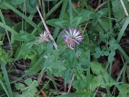 Attēlu rezultāti vaicājumam “Trifolium medium”