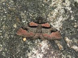 Attēlu rezultāti vaicājumam “Catarhoe rubidata”