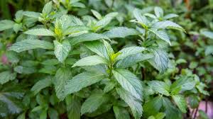 Image result for Pfefferminze