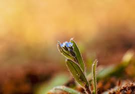 Attēlu rezultāti vaicājumam “Myosotis ramosissima flower”