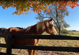 Image result for Braveheart Fencing