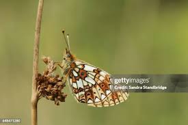 Attēlu rezultāti vaicājumam “Clossiana selene underside”