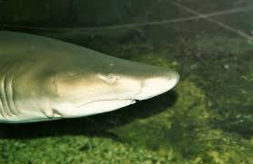 Image result for Carcharias taurus