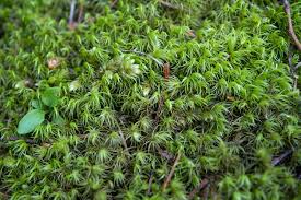 Attēlu rezultāti vaicājumam “Dicranales”