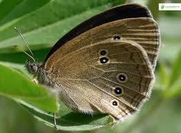 Attēlu rezultāti vaicājumam “Aphantopus hyperantus upperside”