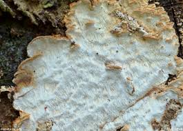 Attēlu rezultāti vaicājumam “Antrodia serialis”