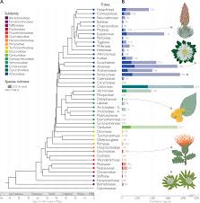 Attēlu rezultāti vaicājumam “Asteraceae”