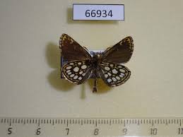 Attēlu rezultāti vaicājumam “Heteropterus morpheus”