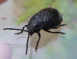 Attēlu rezultāti vaicājumam “Galeruca tanaceti”