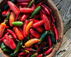 Afbeeldingsresultaat voor jalapeno early hot pepper