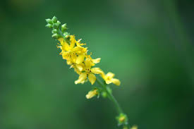 Attēlu rezultāti vaicājumam “Agrimonia pilosa leaf”