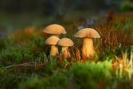 Attēlu rezultāti vaicājumam “Suillus variegatus”