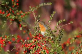 Attēlu rezultāti vaicājumam “Erithacus rubecula adult”