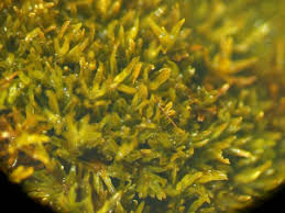 Attēlu rezultāti vaicājumam “Gymnostomum calcareum macro”