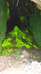 Attēlu rezultāti vaicājumam “Schistostega pennata”