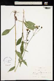 Attēlu rezultāti vaicājumam “Crepis paludosa”