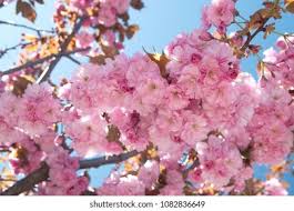 Attēlu rezultāti vaicājumam “Prunus avium flower”