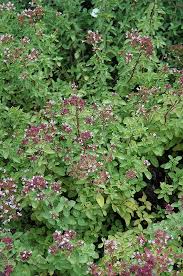 Attēlu rezultāti vaicājumam “Origanum vulgare flower”