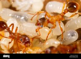 Attēlu rezultāti vaicājumam “Myrmica rubra”
