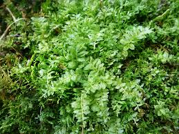 Attēlu rezultāti vaicājumam “Plagiomnium”