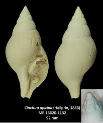 Image result for Cinctura hunteria