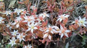Attēlu rezultāti vaicājumam “Sedum hispanicum fruit”