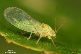 Attēlu rezultāti vaicājumam “Psylla alni”