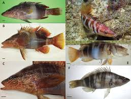 Image result for Serranus scriba