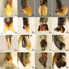 Image result for Papilionoidea