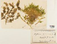 Attēlu rezultāti vaicājumam “Brachytheciastrum velutinum”