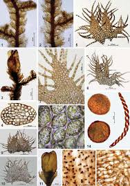 Attēlu rezultāti vaicājumam “Ptilidium ciliare”