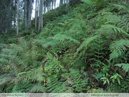 Attēlu rezultāti vaicājumam “Hylocomiastrum umbratum”