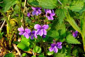 Attēlu rezultāti vaicājumam “Viola uliginosa bud”
