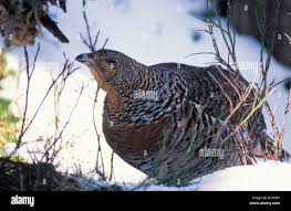 Attēlu rezultāti vaicājumam “Tetrao urogallus female”