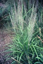 Attēlu rezultāti vaicājumam “Calamagrostis arundinacea”