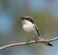 Attēlu rezultāti vaicājumam “Laniidae”