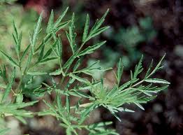Attēlu rezultāti vaicājumam “Sambucus nigra leaf”