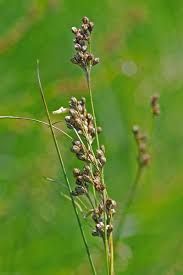 Attēlu rezultāti vaicājumam “Juncus gerardii”