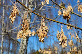 Attēlu rezultāti vaicājumam “Acer negundo fruit”