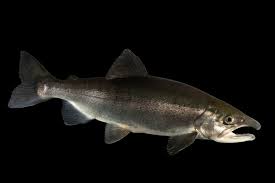 Image result for Oncorhynchus nerka