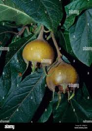 Attēlu rezultāti vaicājumam “Mespilus germanica fruit”