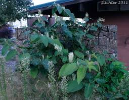 Attēlu rezultāti vaicājumam “Reynoutria sachalinensis”