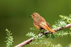 Attēlu rezultāti vaicājumam “Phoenicurus ochruros female”