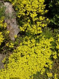 Image result for Mauerpfeffer