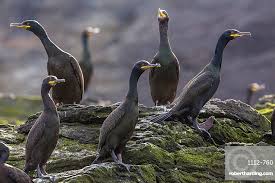 Attēlu rezultāti vaicājumam “Phalacrocorax carbo adult”